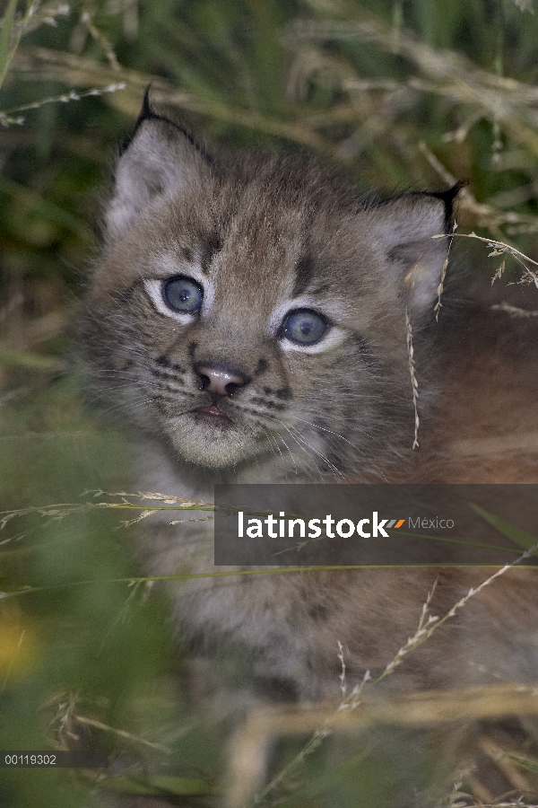 Retrato de gato lince del Canadá (Lynx canadensis), nativa de América del norte