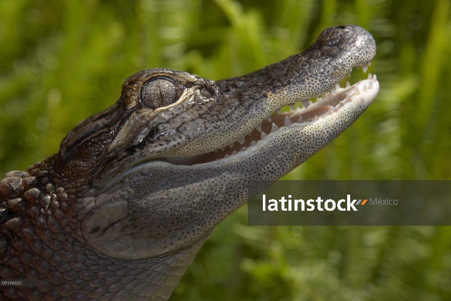 Retrato del Aligátor Americano (Alligator mississippiensis), originaria de sur de Estados Unidos