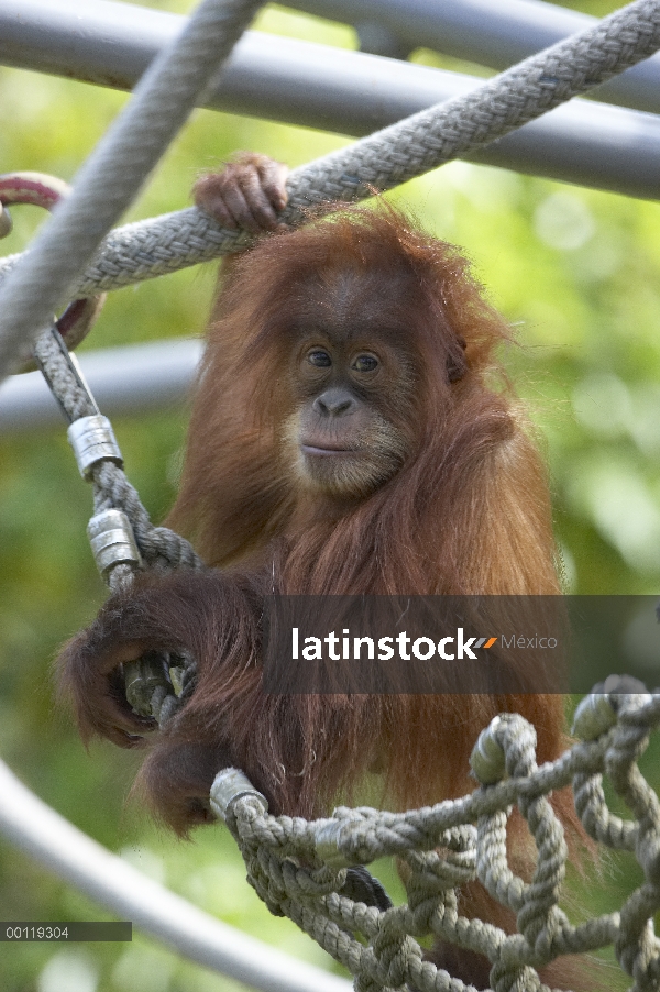 Columpio de bebé orangután (Pongo abelii) de Sumatra jugando en la cuerda, críticamente en peligro d