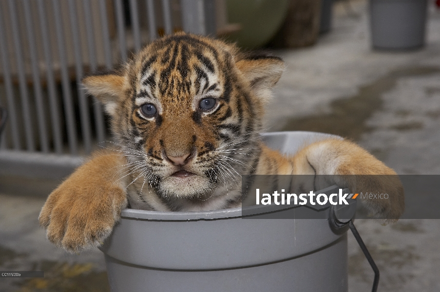 Cachorro de tigre Malayo (Panthera tigris jacksoni) en cubo de espera para el baño, en peligro de ex