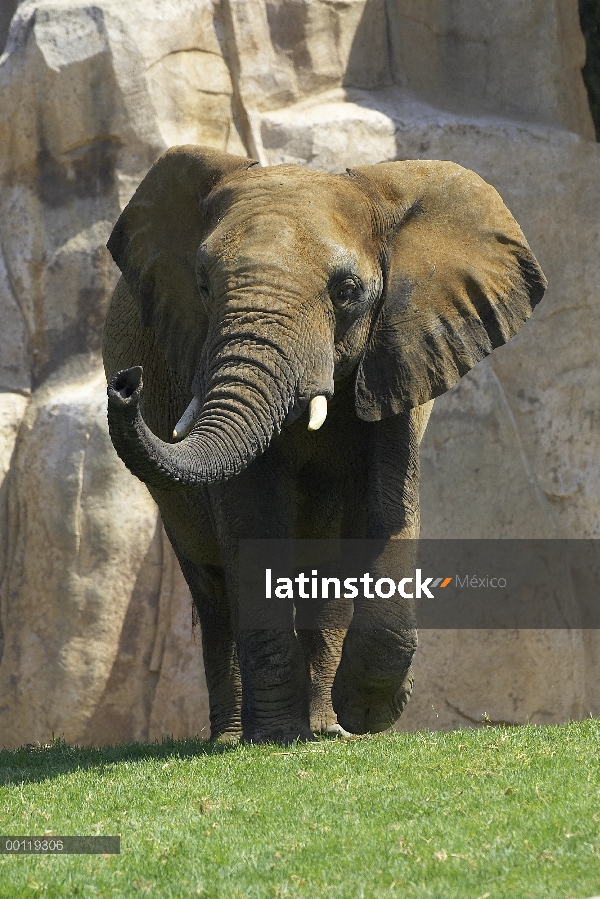 Elefante africano (Loxodonta africana) caminando hacia cámara, amenazado, nativo de África