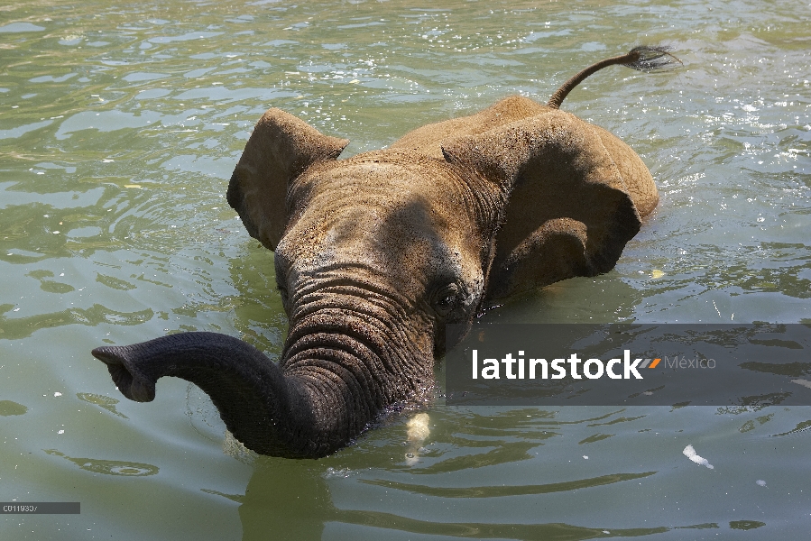 Elefante africano (Loxodonta africana) natación, amenazado, nativo de África