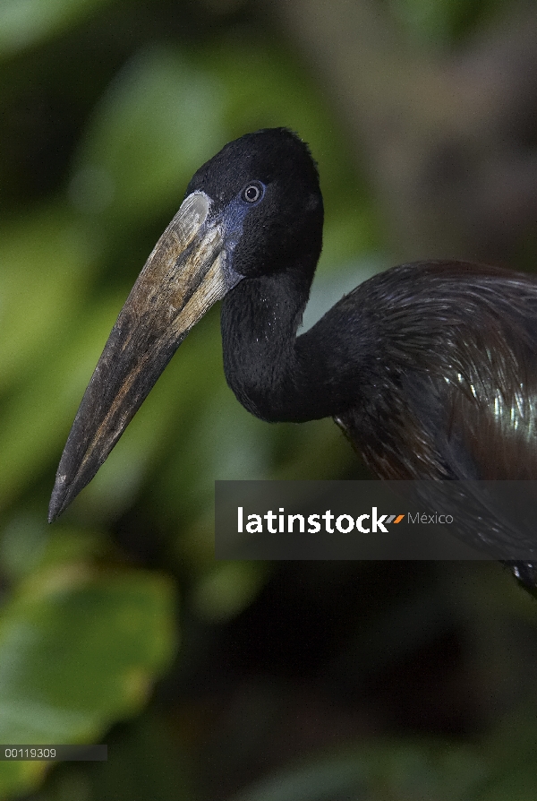 Africano cigüeña abierto-bill cigüeña (Anastomus lamelligerus) nativo de África