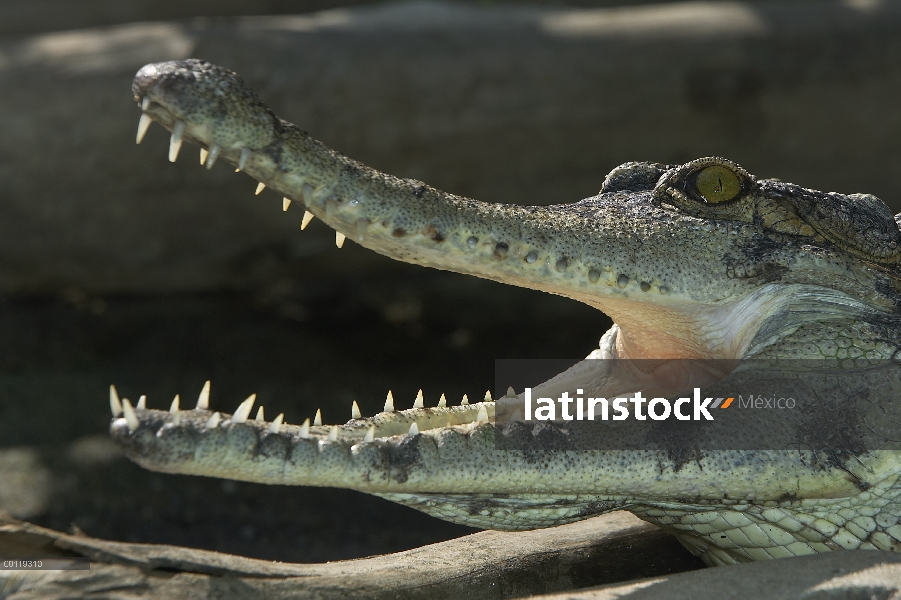 Africano delgado-snouted cocodrilo (Crocodylus cataphractus) con mandíbulas abiertas, nativas de Áfr