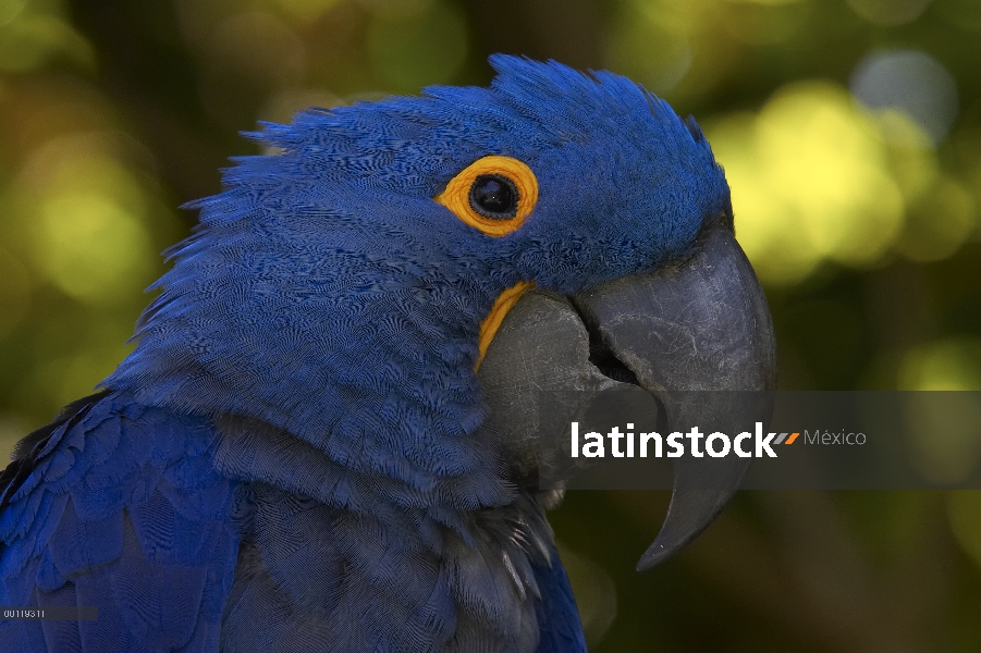 Jacinto guacamayo (Anodorhynchus hyacinthinus) retrato en peligro de extinción, originaria de Améric