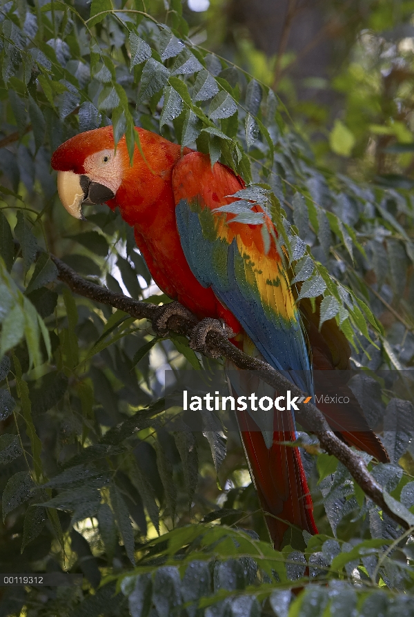 Retrato escarlata Macaw (Ara macao) árbol, nativo de Perú y Brasil