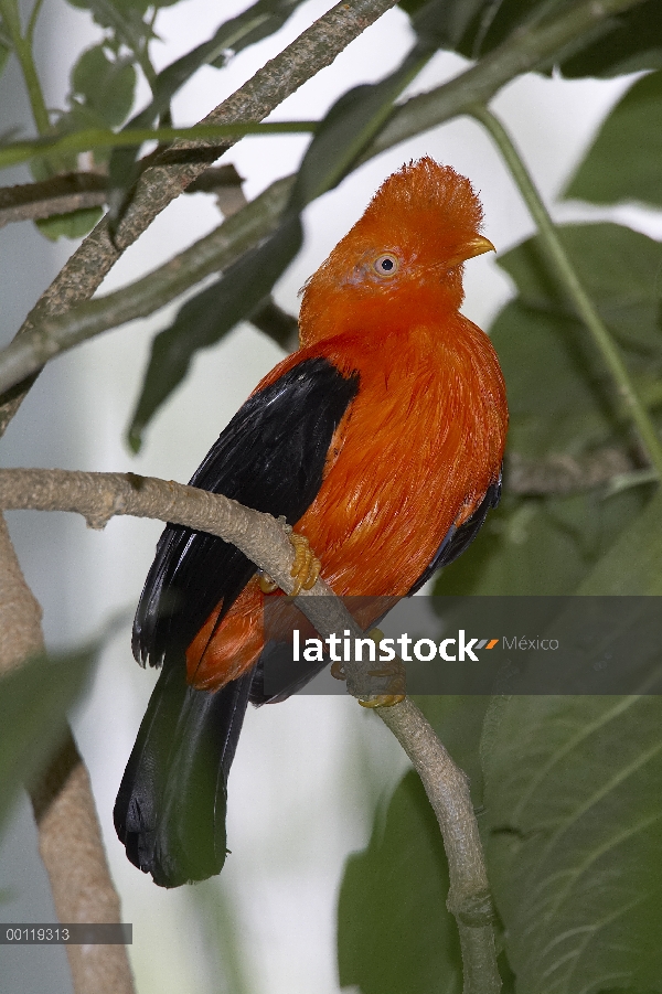 Retrato de Gallito de las rocas andino (Rupicola peruvianus), nativa de los bosques nublados andinos