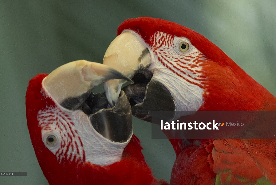 Par de guacamayo (Ara macao) escarlata besos, nativa de América del sur