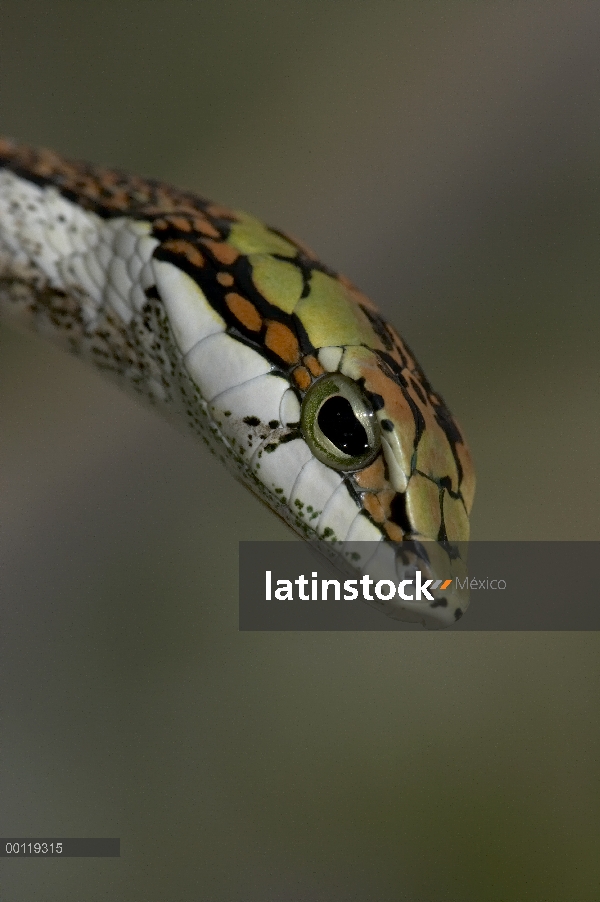 Ramas de vista de la serpiente (Thelotornis capensis) de cabeza desde arriba, originaria de África d