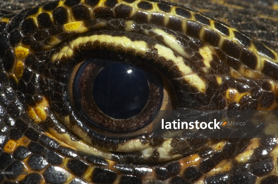 Cola azul Monitor (Varanus doreanus) ojo, nativa de Nueva Guinea