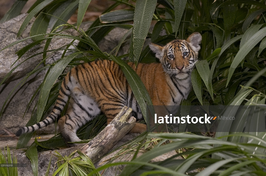 Cachorro de tigre Malayo (Panthera tigris jacksoni) en medio de hojas, en peligro de extinción, nati