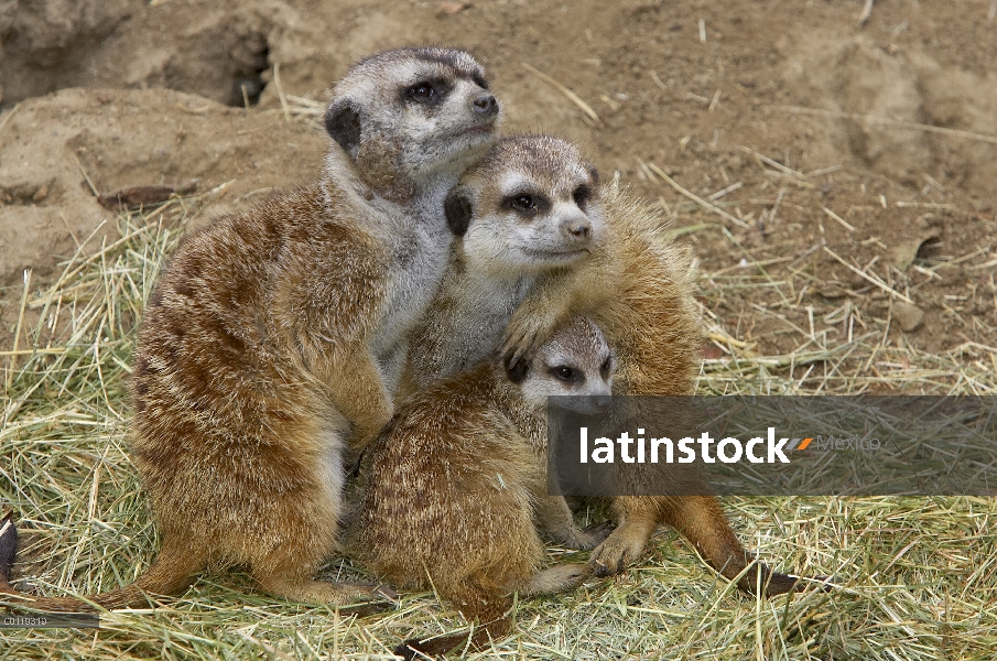 Suricata (Suricata suricatta) trío amontonarse, nativo de África