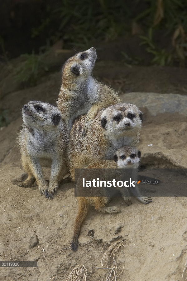 Grupo de suricatas (Suricata suricatta) amontonarse, nativo de África