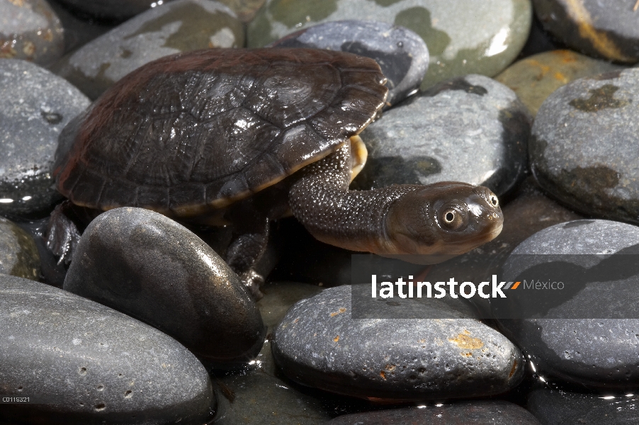 Sideneck Turtle de Hilaire (Phrynops hilarii) en rocas, nativas de América del sur