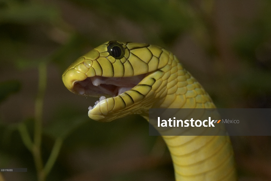 Cara de Mamba verde (Dendroaspis viridis) con la boca abierta, venenosa, originaria de África occide