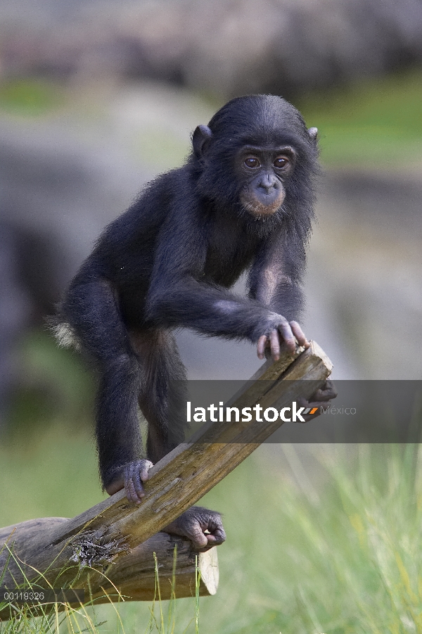 Bonobo (paniscus de la cacerola) bebé en el registro, en peligro de extinción, originaria de África