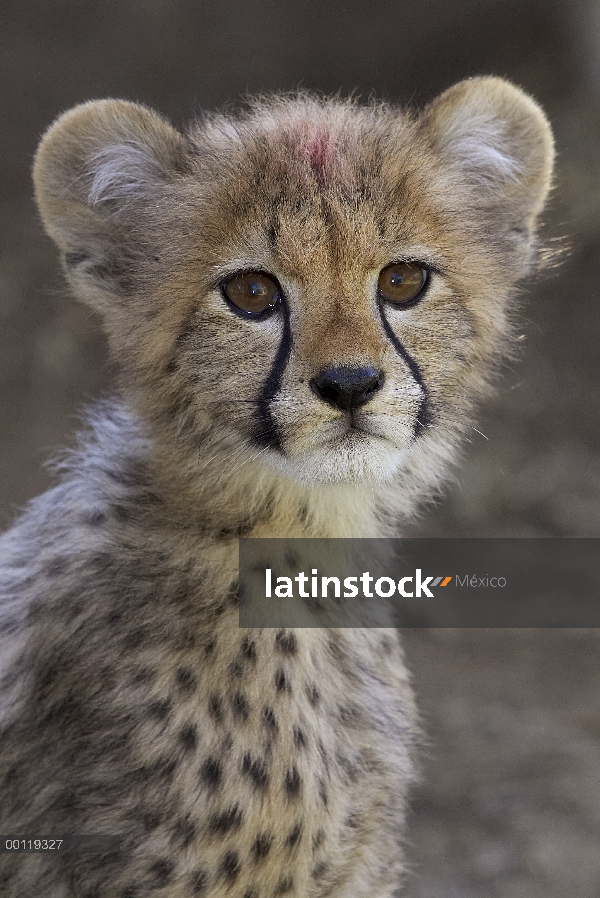 Retrato de cachorro de guepardo (Acinonyx jubatus), amenazado, nativo de África