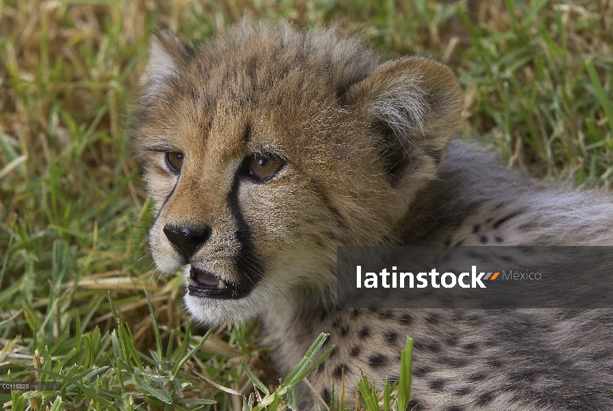 Retrato de cachorro de guepardo (Acinonyx jubatus), amenazado, nativo de África