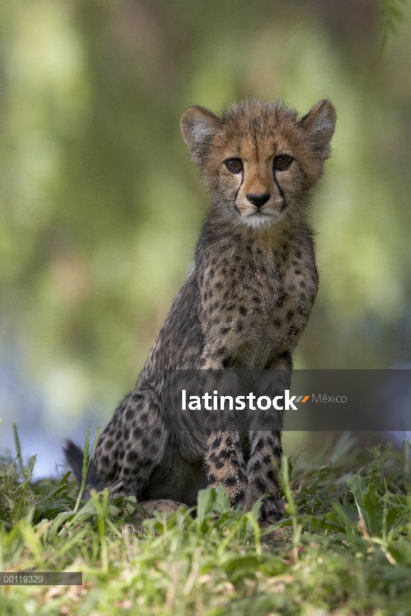 Retrato de cachorro de guepardo (Acinonyx jubatus), amenazado, nativo de África