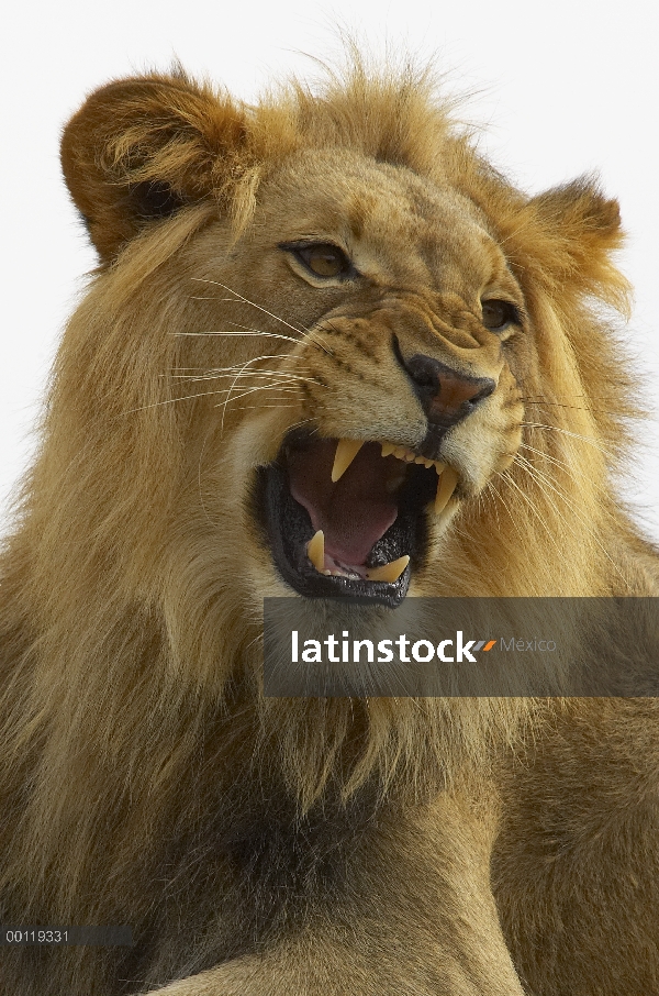 Gruñir macho León africano (Panthera leo), amenazado, nativo de África