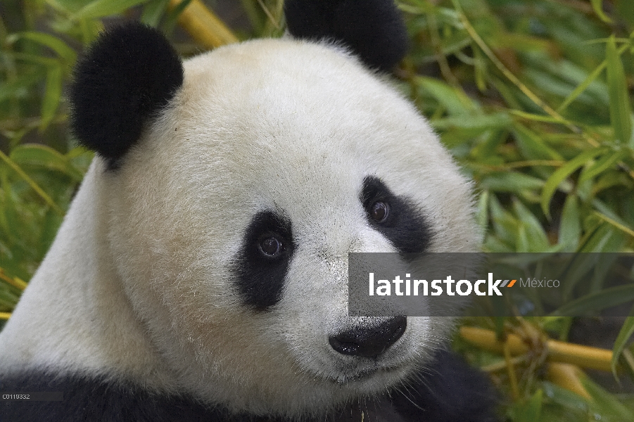 Retrato de Panda gigante (Ailuropoda melanoleuca), en peligro de extinción, originaria de China