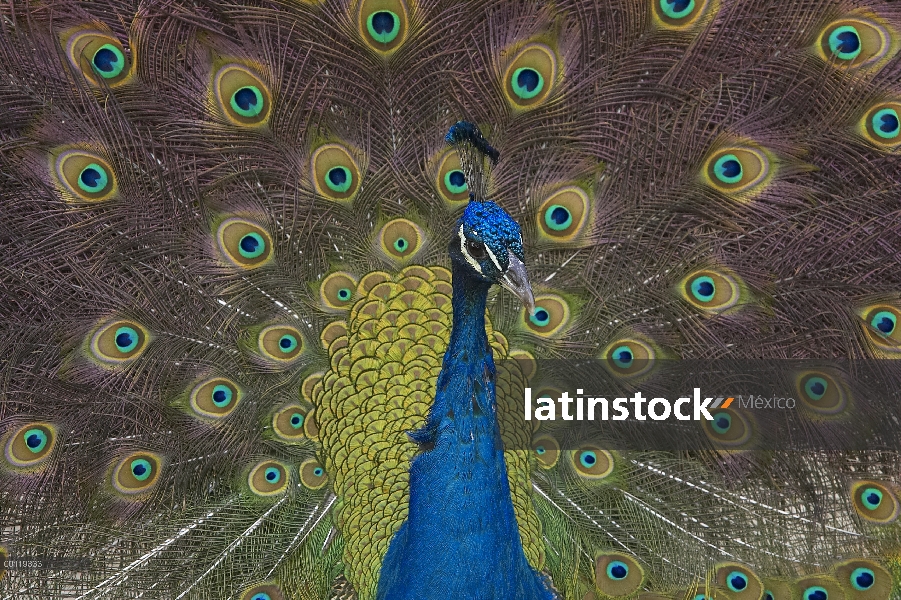 Hombre indio pavo real (Pavo cristatus) con plumas de la cola, nativo a la India