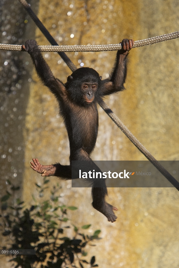 Bonobo (paniscus de la cacerola) bebé jugando con cuerdas, en peligro de extinción, originaria de Áf