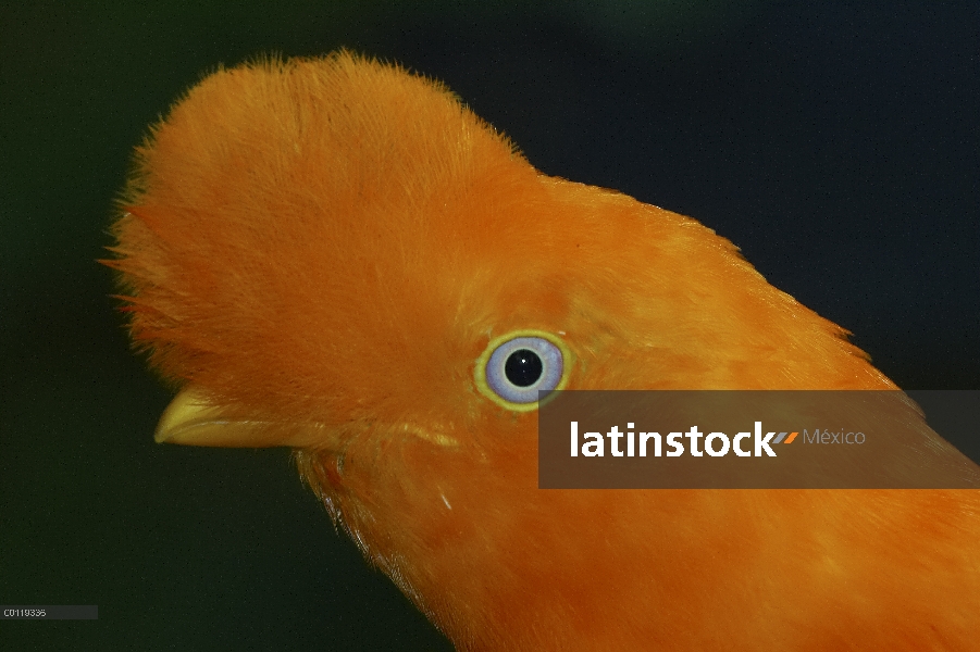 Retrato de Gallito de las rocas andino (Rupicola peruvianus), nativa de los bosques nublados andinos