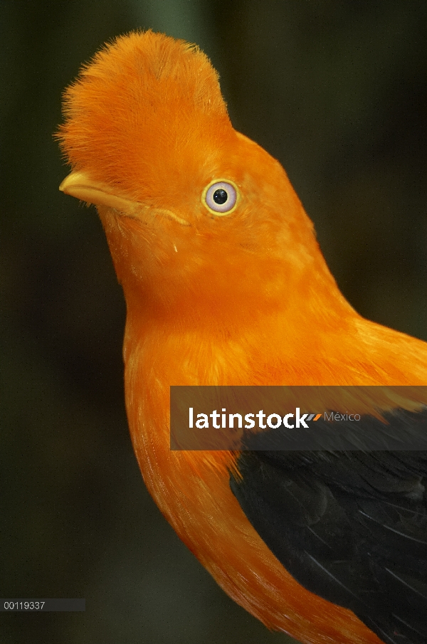 Retrato de Gallito de las rocas andino (Rupicola peruvianus), nativa de los bosques nublados andinos