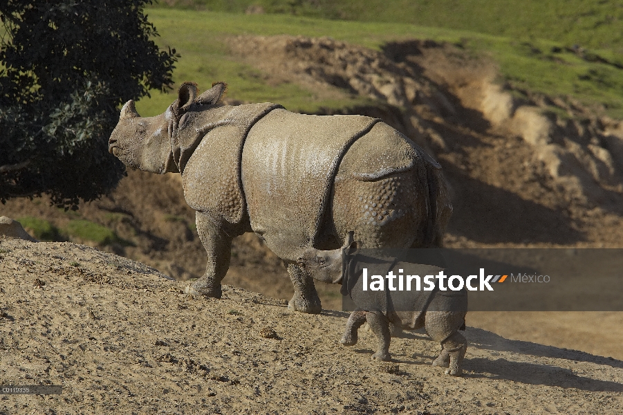 Madre de rinoceronte indio (unicornis del rinoceronte) con ternero, en peligro de extinción, nativo 