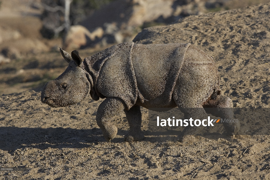 Cría de rinoceronte indio (unicornis del rinoceronte), en peligro de extinción, nativo de Nepal y la