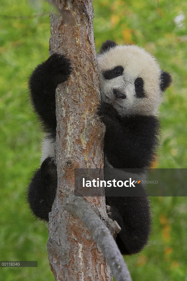 Cachorro de Panda gigante (Ailuropoda melanoleuca) en árboles, en peligro de extinción, originaria d