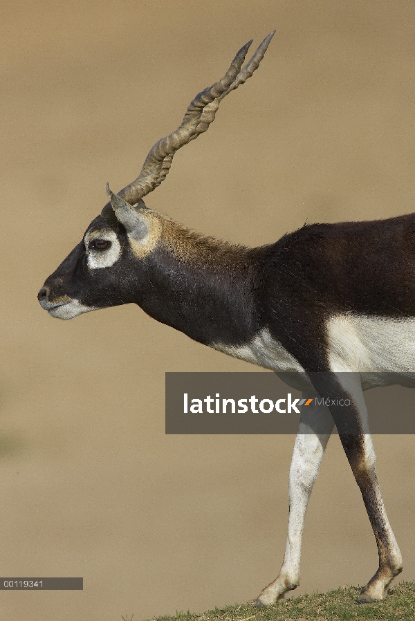 Adulto sasín (Antilope cervicapra), nativo a la India