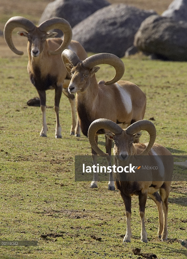 Trío de muflón (Ovis orientalis), amenazado, originaria de Armenia