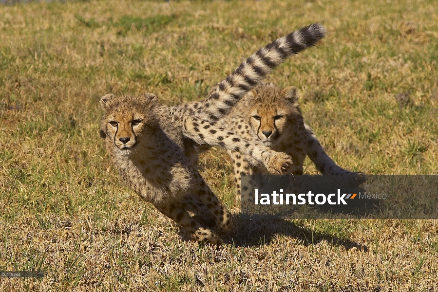 Los juveniles del guepardo (Acinonyx jubatus) jugando, amenazado, nativo de África