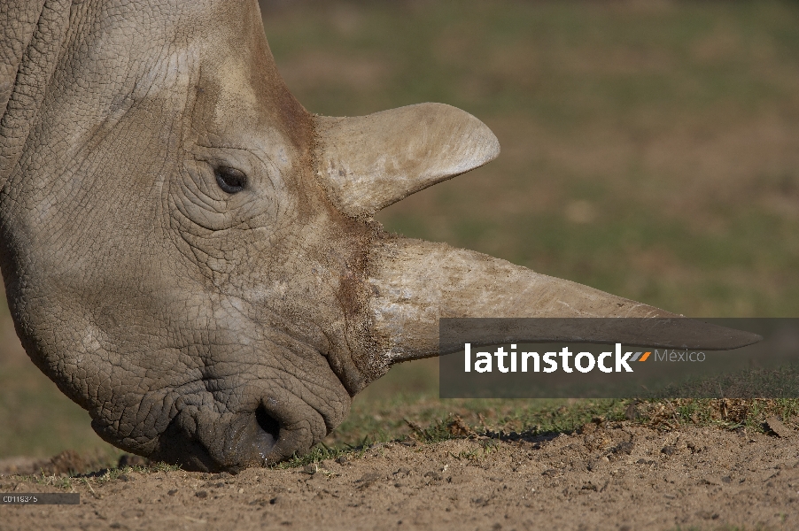 Pastoreo de rinoceronte blanco (Ceratotherium simum cottoni) norte que muestra cuernos dobles, pelig