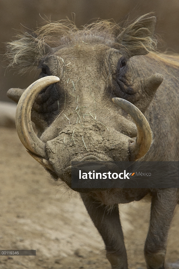 Colmillos de Warthog (Phacochoerus africanus) mostrando grande, nativo de África