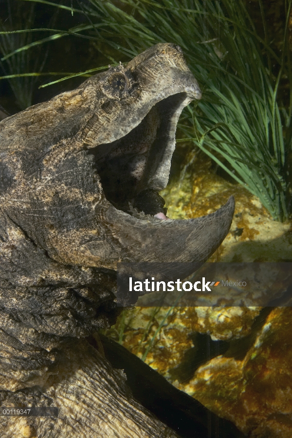 Tortuga de ajuste aligátor (Macrochelys temminckii) con la boca abierta, América del norte