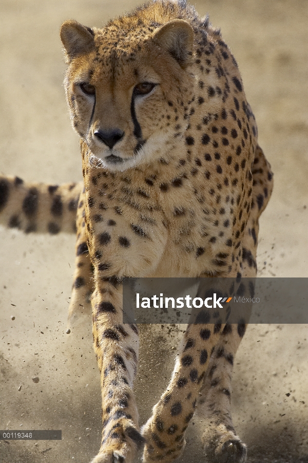 Guepardo (Acinonyx jubatus) funcionando, amenazado, nativo de África