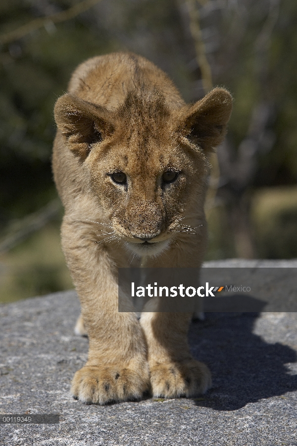 Retrato de cachorro de León africano (Panthera leo), amenazado, nativo de África