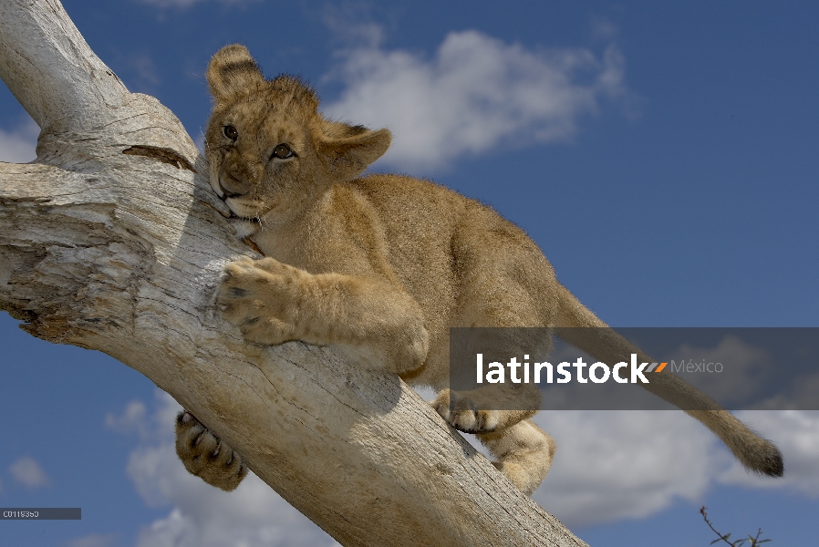 Cachorro de León africano (Panthera leo) jugando en registro, amenazado, nativo de África