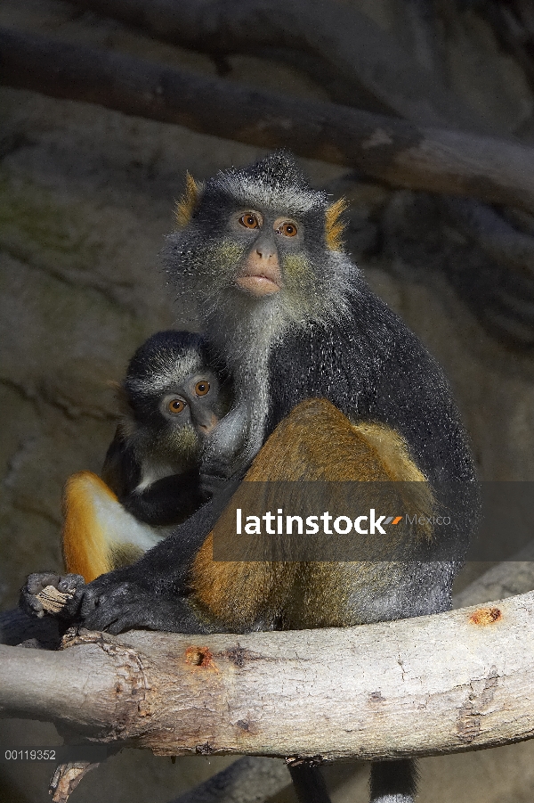 Madre que Guénon (Cercopithecus solatus) cola de sol tiene bebé, amenazado, nativa de Gabón