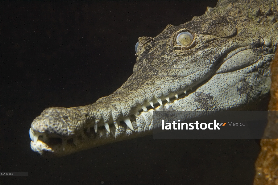 Retrato de delgado-snouted cocodrilo (Crocodylus cataphractus) africana, nativa de África