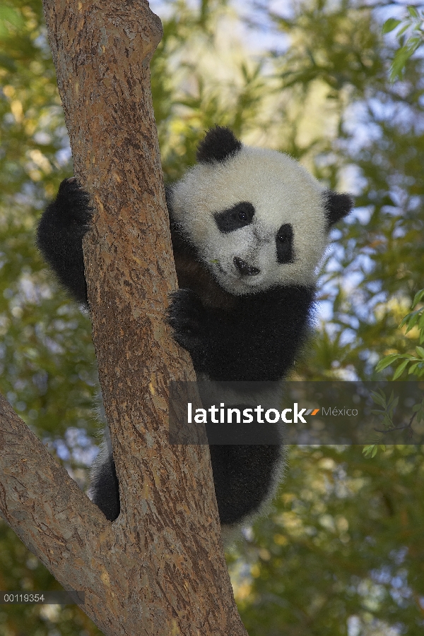 Cachorro de Panda gigante (Ailuropoda melanoleuca), escalada de árboles, en peligro de extinción, or