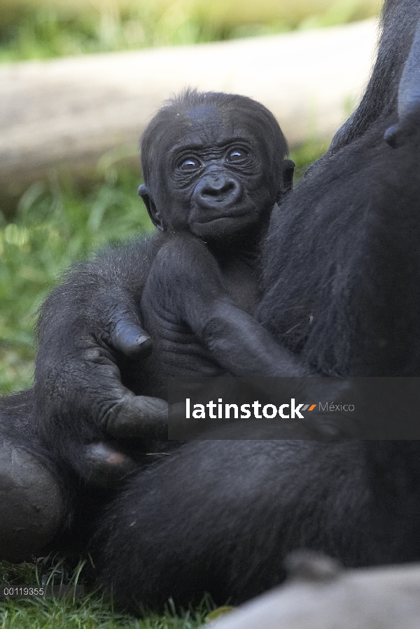 Bebé gorila occidental (Gorilla gorilla gorilla) acunada por madre, críticamente en peligro de extin