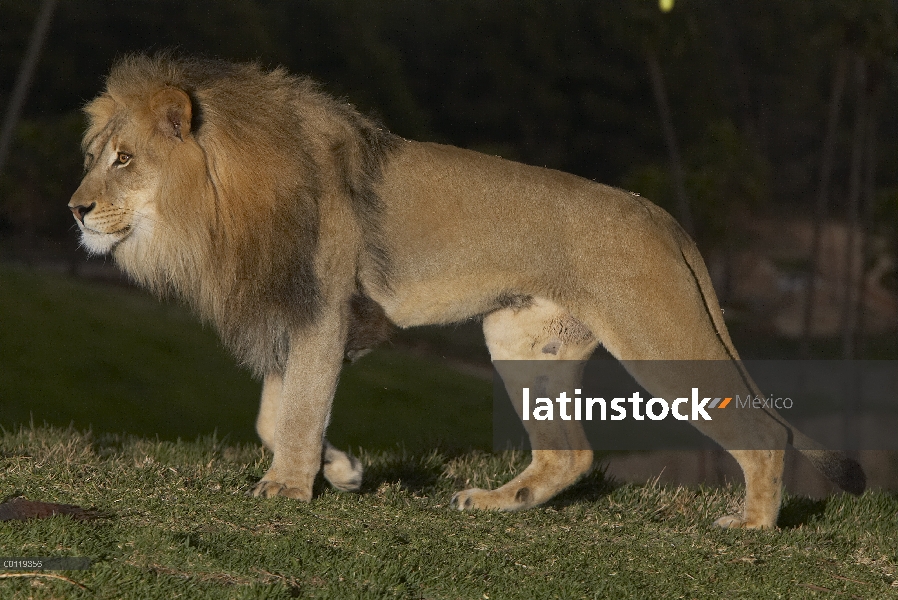 Retrato de macho León africano (Panthera leo), amenazado, nativo de África