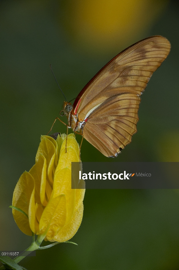 Julia Butterfly (Dryas iulia) en flor, de América del norte