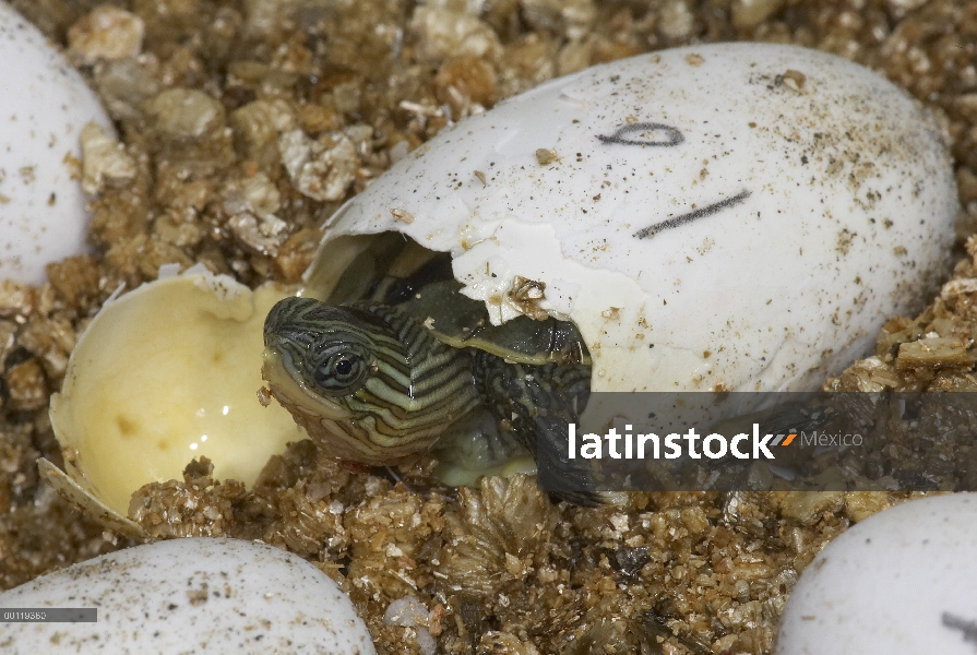 Tortuga cuello de banda China (Ocadia sinensis) eclosión de huevo en el programa de cría en cautivid