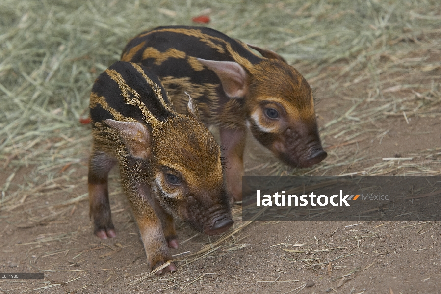 Par de cerdo rojo de río (Potamochoerus porcus) de los cerdos, altamente social bush cerdo nativo de