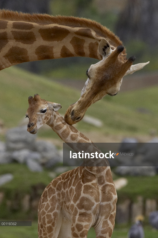 Jirafa de Rothschild (Giraffa camelopardalis rothschildi) madre acariciando el becerro, nativo de Áf